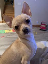 Lost Male Dog last seen Saint Paul MN (Last Seen Frogtown area), Saint Paul, MN 55104