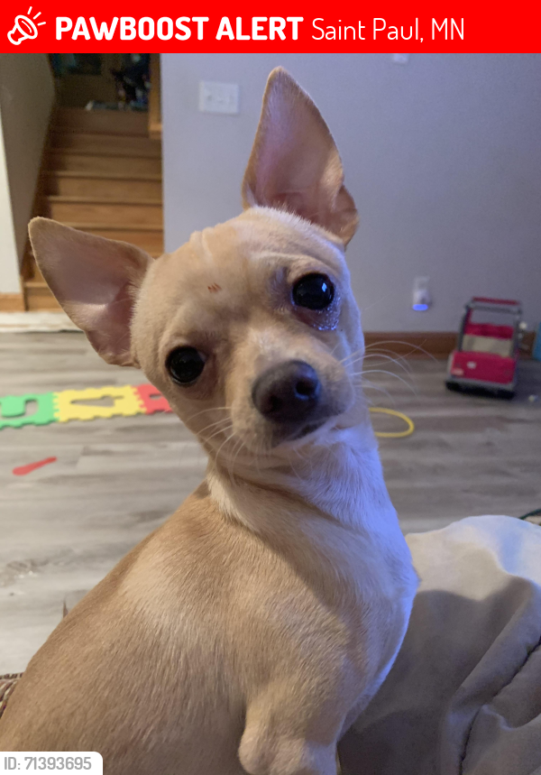 Lost Male Dog last seen Saint Paul MN (Last Seen Frogtown area), Saint Paul, MN 55104