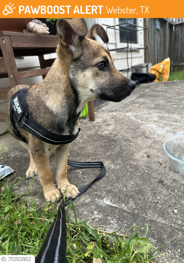 Rehomed Male Dog last seen Found in Axiom Space parking lot, Webster, TX 77598
