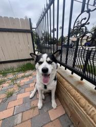 Reunited Male Dog last seen Near e tenth st corona, CA 92879, Corona, CA 92879