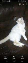 Lost Male Cat last seen Snowden Ln Waco KY, Waco, KY 40385
