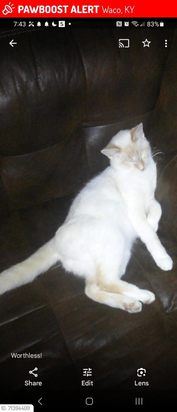 Lost Male Cat last seen Snowden Ln Waco KY, Waco, KY 40385