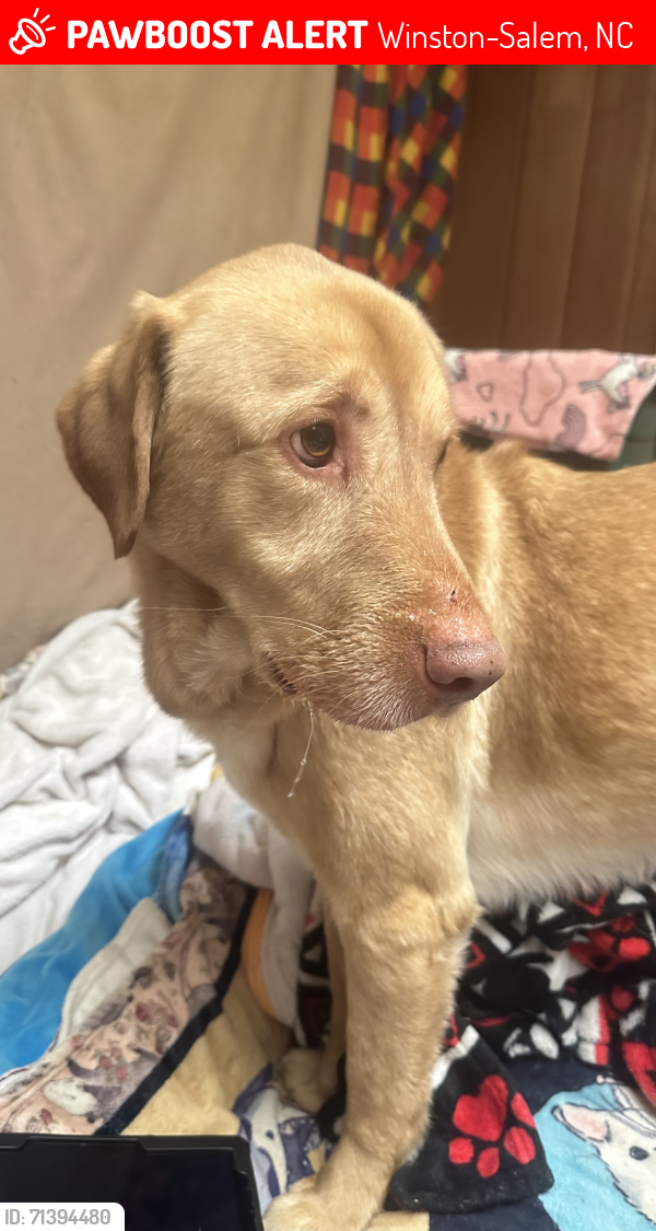 Lost Male Dog last seen He’s at my safe and sound. We live in Ardmore. Please call. Golden Lab, male, very sweet. No collar., Winston-Salem, NC 27103