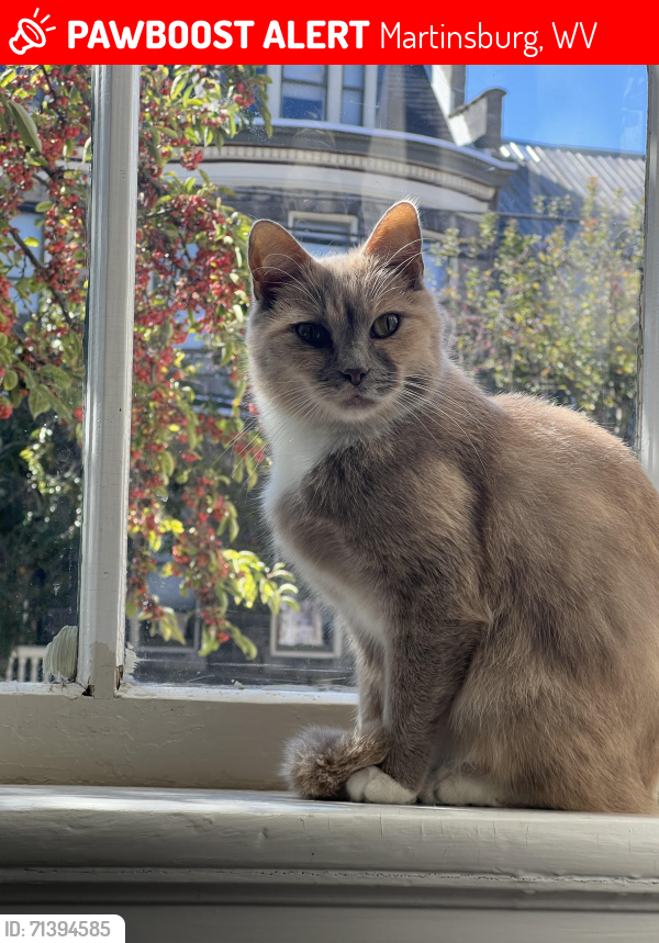 Lost Female Cat last seen Thai Martinsburg, Martinsburg, WV 25401