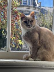 Lost Female Cat last seen Thai Martinsburg, Martinsburg, WV 25401