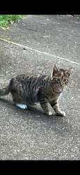 Lost Female Cat last seen Kanawha Blvd Animal hosp, Charleston, WV 25311