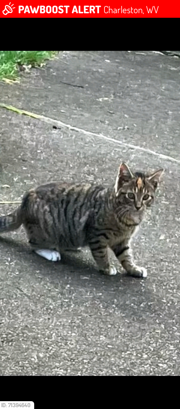 Lost Female Cat last seen Kanawha Blvd Animal hosp, Charleston, WV 25311