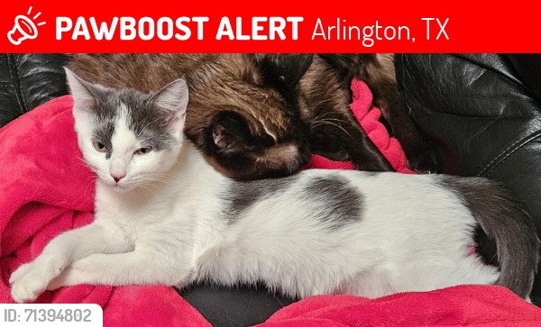 Lost Female Cat last seen Rockgate Ct & Rolling Hills Tr, Arlington, TX 76011