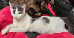 Lost Female Cat last seen Rockgate Ct & Rolling Hills Tr, Arlington, TX 76011