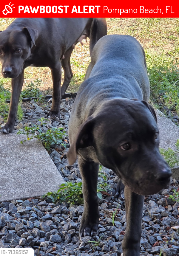 Lost Male Dog last seen NE 25th Ct  and NE 1st Ave., Kendall Green , Pompano Beach, FL 33064