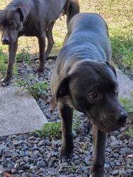 Lost Male Dog last seen NE 25th Ct  and NE 1st Ave., Kendall Green , Pompano Beach, FL 33064