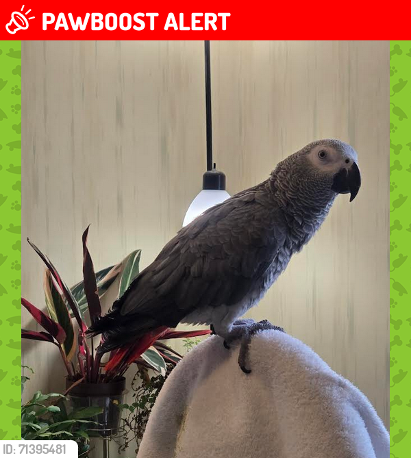 Lost Female Bird last seen Bayville, NJ - SERPENTINE DRIVE near VETERANS BLVD. Pinewald Section, Berkeley Township, NJ 08721