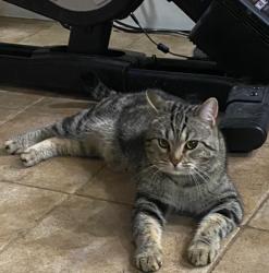 Lost Male Cat last seen Near Cinnamon Ridge Drive, Oakley, CA 94561