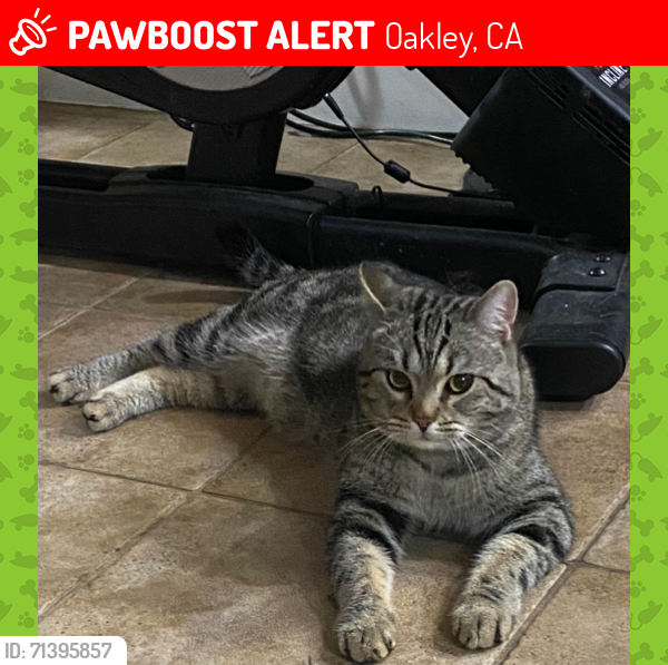 Lost Male Cat last seen Near Cinnamon Ridge Drive, Oakley, CA 94561
