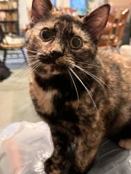 Lost Female Cat last seen Near aurawood drive kingsport tn 37660, Kingsport, TN 37660
