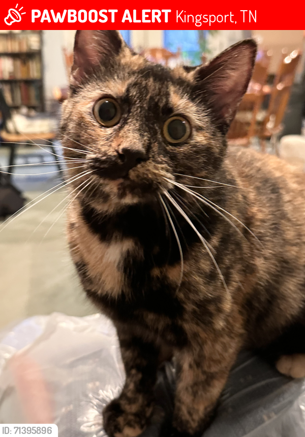 Lost Female Cat last seen Near aurawood drive kingsport tn 37660, Kingsport, TN 37660