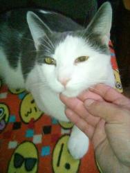 Lost Male Cat last seen Texas St And Monroe Ave, San Diego, CA 92116