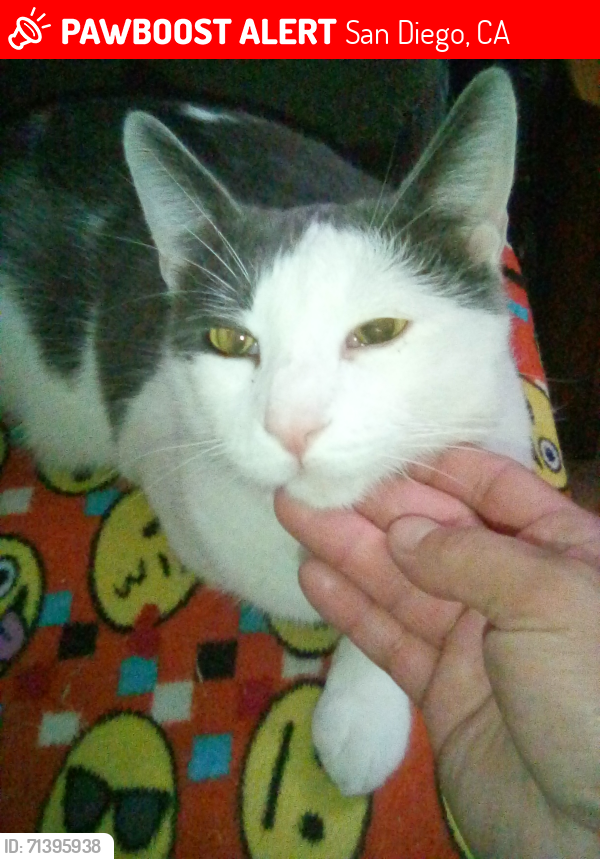 Lost Male Cat last seen Texas St And Monroe Ave, San Diego, CA 92116