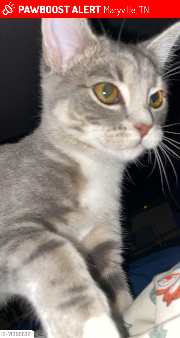 Lost Female Cat last seen Near floyd porter/indian war path/reagan mill, Maryville, TN 37803