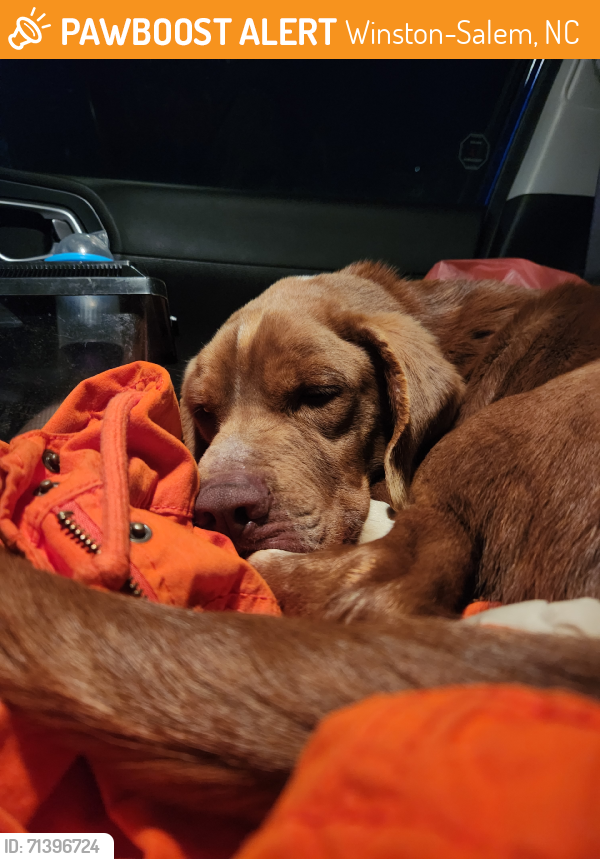 Found/Stray Male Dog last seen Right off of Clemmons Road, Winston-Salem, NC 27107