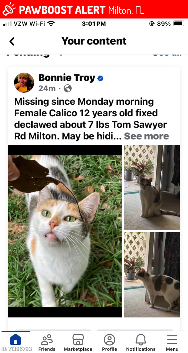 Lost Female Cat last seen Huckleberry Finn Rd, Milton, FL 32583