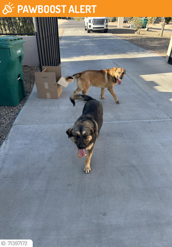 Found/Stray Unknown Dog last seen Signal butte and brown rd, Maricopa County, AZ 85207