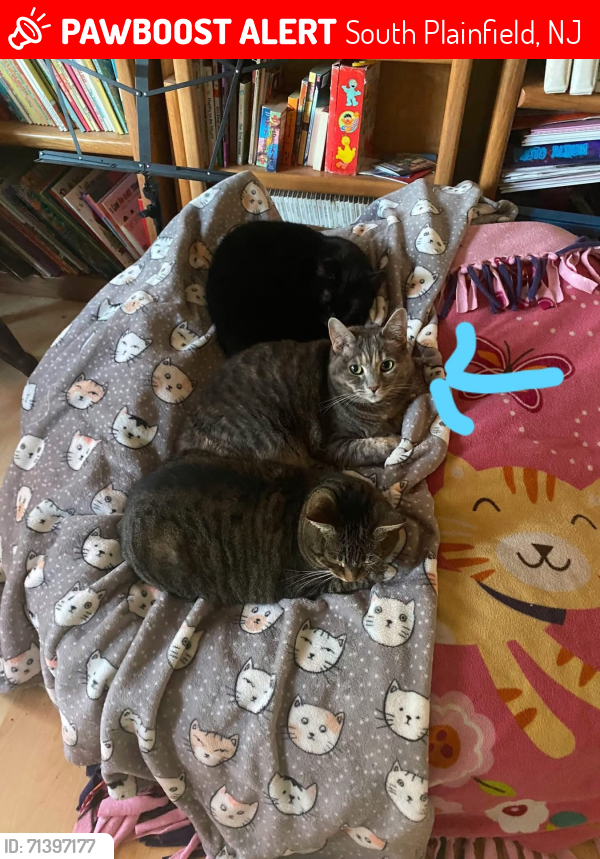 Lost Female Cat last seen Garden Drive between Meadow and Orchard off of Sampson Avenue, South Plainfield, NJ 07080