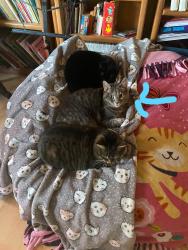 Lost Female Cat last seen Garden Drive between Meadow and Orchard off of Sampson Avenue, South Plainfield, NJ 07080