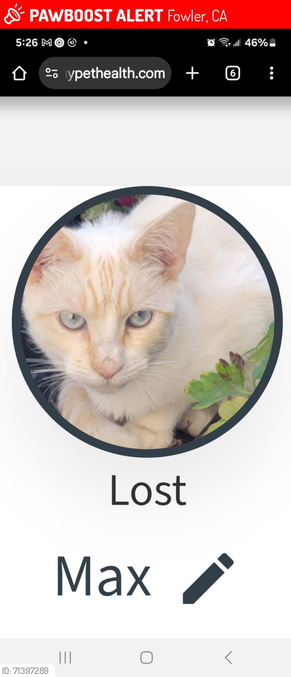 Lost Male Cat last seen 5th S St, and Main, Fowler, CA 93625