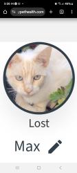 Lost Male Cat last seen 5th S St, and Main, Fowler, CA 93625