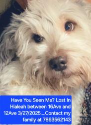 Lost Male Dog last seen 12ve and 29st , Hialeah, FL 33012