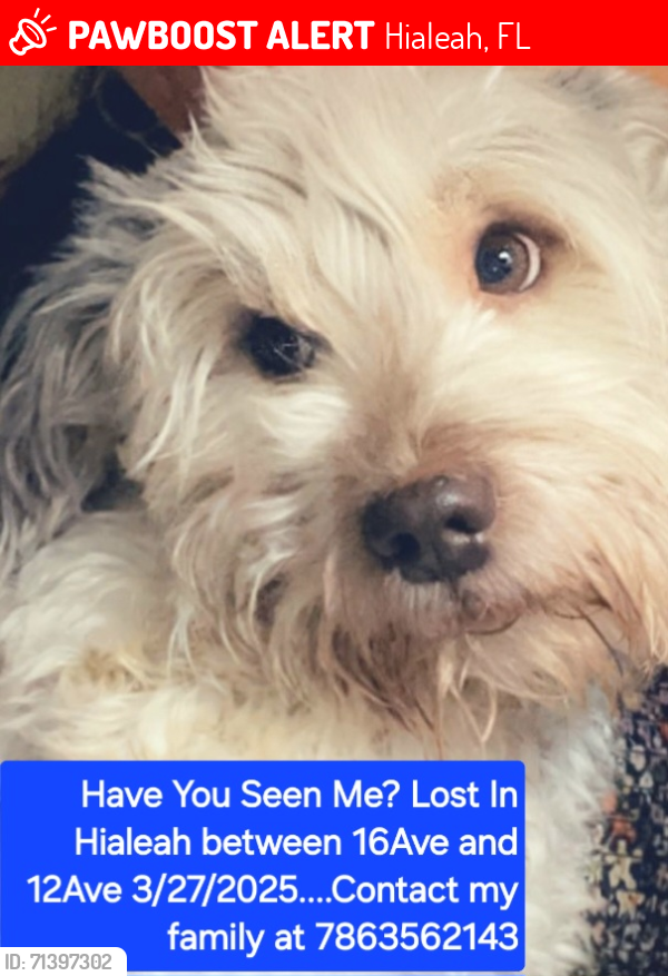 Lost Male Dog last seen 12ve and 29st , Hialeah, FL 33012