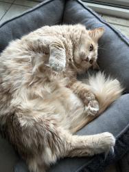 Lost Male Cat last seen centennial park, sycamore ave, walnut ave, Tustin, CA 92780