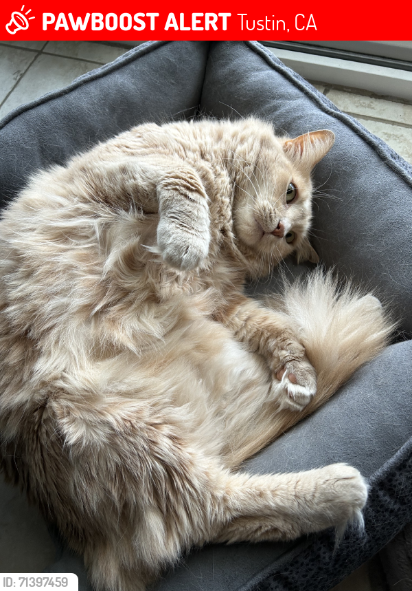 Lost Male Cat last seen centennial park, sycamore ave, walnut ave, Tustin, CA 92780
