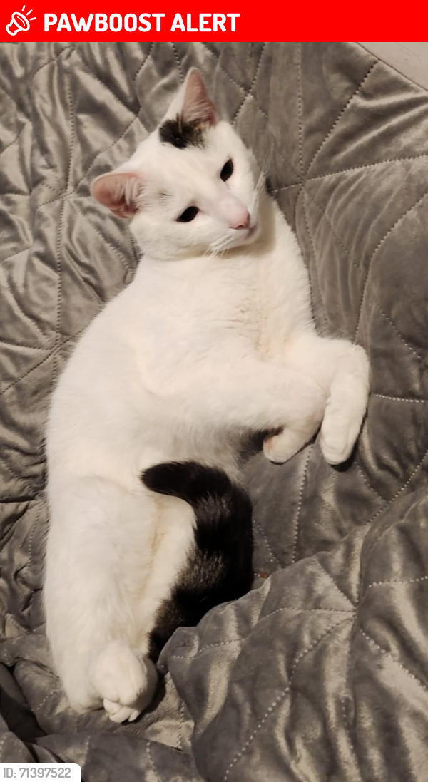 Lost Male Cat last seen Tesco Rochdale, Greater Manchester, England OL11 3ET