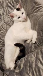 Lost Male Cat last seen Tesco Rochdale, Greater Manchester, England OL11 3ET