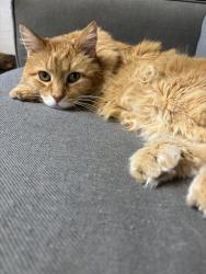 Lost Male Cat last seen Ray Avenue and E Linden St, Caldwell, ID 83605