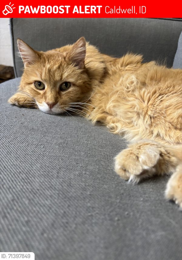 Lost Male Cat last seen Ray Avenue and E Linden St, Caldwell, ID 83605