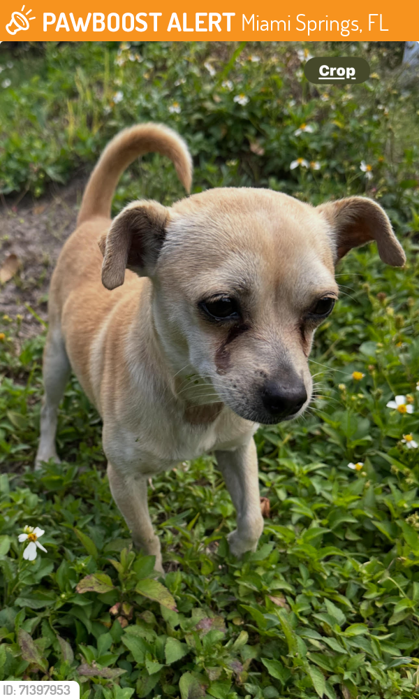 Found/Stray Male Dog last seen S Royal Poinciana Blvd - in front of Miami Springs Middle School, Miami Springs, FL 33166