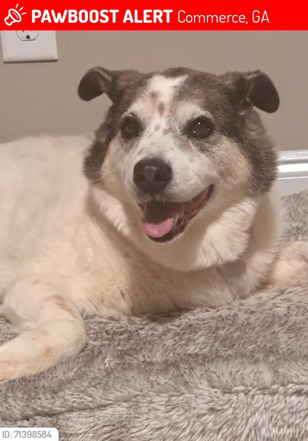 Lost Female Dog last seen HWY 441 , WHIT HILL SCHOOL RD, Commerce, GA 30529