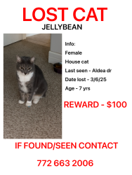 Lost Female Cat last seen Near Pelican Road Elementary, Sebastian, FL 32958