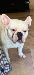 Lost Male Dog last seen Elmwood rd / Delrosa , San Bernardino, CA 92410