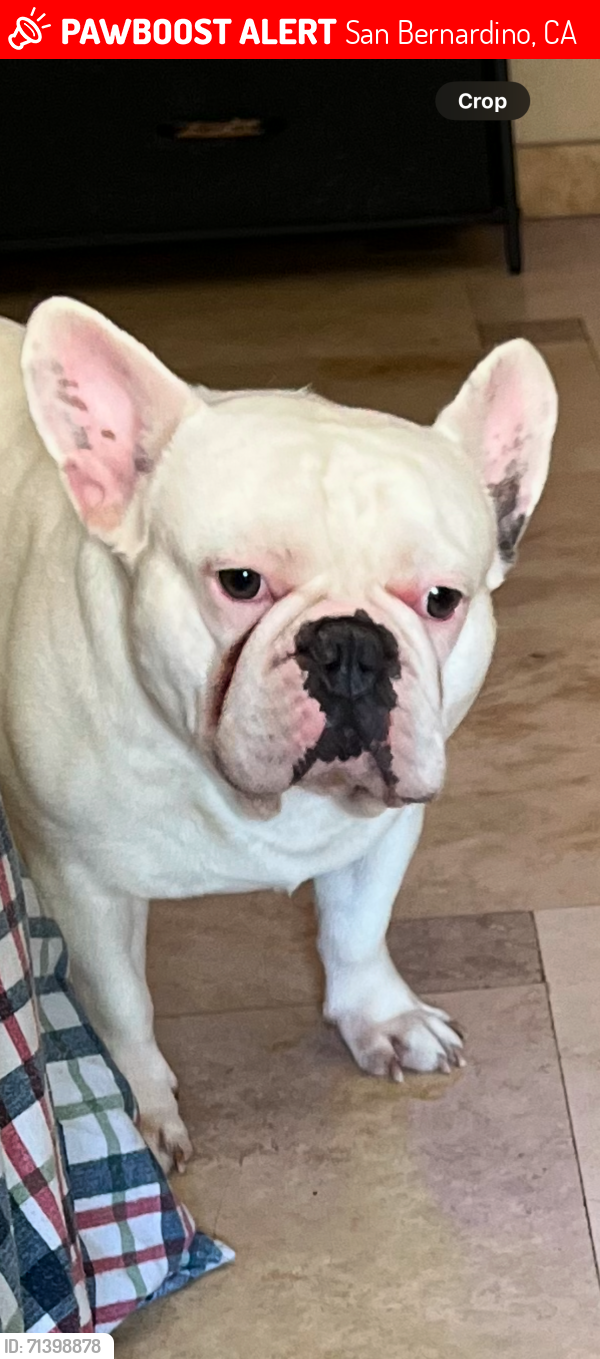 Lost Male Dog last seen Elmwood rd / Delrosa , San Bernardino, CA 92410