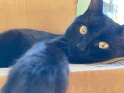 Lost Male Cat last seen Latimer Street, Hillsborough, NC, USA, Hillsborough, NC 27278