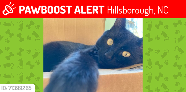 Lost Male Cat last seen Latimer Street, Hillsborough, NC, USA, Hillsborough, NC 27278