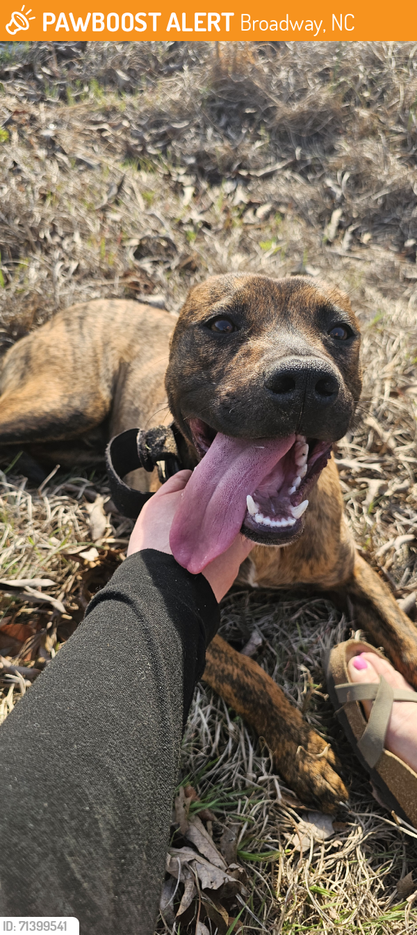 Rehomed Male Dog last seen US-421, Broadway, NC, USA, Broadway, NC 27505