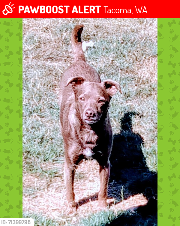 Lost Male Dog last seen 84th and alaska, Tacoma, WA 98408