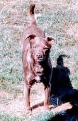 Lost Male Dog last seen 84th and alaska, Tacoma, WA 98408