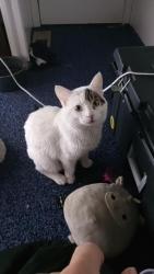 Lost Male Cat last seen Please look everywhere I miss him, Reno, NV 89501