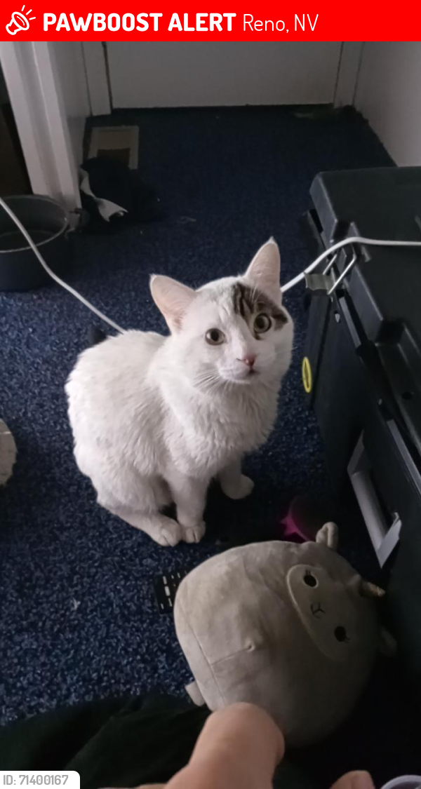 Lost Male Cat last seen Please look everywhere I miss him, Reno, NV 89501